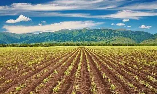 2024種子行業(yè)市場分析：生物育種產業(yè)化步伐加快推進