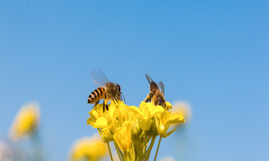 蜜蜂養(yǎng)殖行業(yè)發(fā)展現(xiàn)狀及機遇深度調(diào)研分析2024