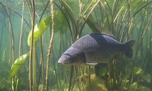 太火爆一天狂賣700噸 生態(tài)淡水魚呈現(xiàn)出銷售火爆的態(tài)勢(shì) 養(yǎng)殖淡水魚行業(yè)發(fā)展前景戰(zhàn)略
