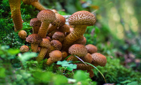 腐植酸行業(yè)市場發(fā)展現(xiàn)狀分析 腐植酸行業(yè)2024年重點工作任務發(fā)布
