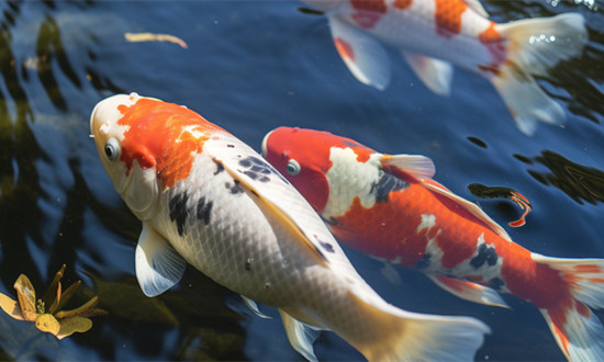 觀賞魚行業(yè)發(fā)展概況及市場需求情況