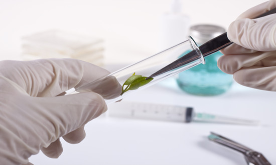 行業(yè)分析：2024年中央一號文件公布 生物育種產業(yè)鏈有望擴面提速
