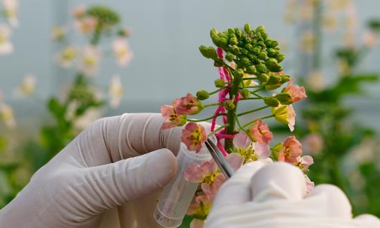 2024高通量、智能化促進高質量生物育種創(chuàng)新應用生物育種行業(yè)投資機會：