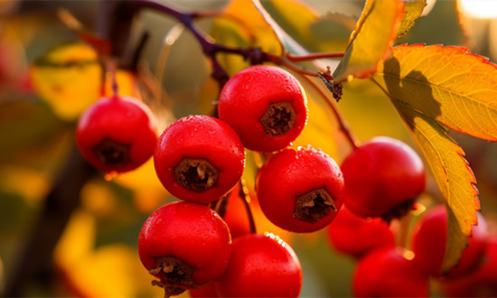 山楂行業(yè)種植面積、產(chǎn)量及市場(chǎng)狀況分析