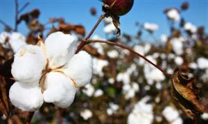 棉花大國大幅下調(diào)產(chǎn)量 國內(nèi)下游基本面逐步改善 棉花行業(yè)未來發(fā)展趨勢及產(chǎn)業(yè)鏈分析報告