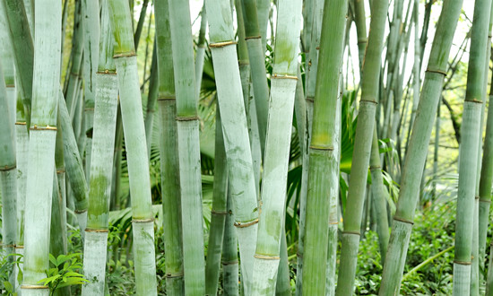 竹木包裝制品行業(yè)進(jìn)出口市場分析 竹木包裝制品行業(yè)未來戰(zhàn)略前景