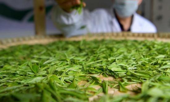 茶葉種植行業(yè)投資潛力、未來趨勢：朝著標(biāo)準(zhǔn)化、專業(yè)化、規(guī)?；较虬l(fā)展