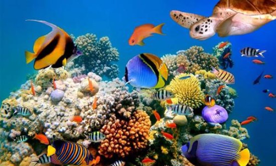 2024年海洋生物技術行業(yè)的產(chǎn)業(yè)鏈供需布局及發(fā)展現(xiàn)狀