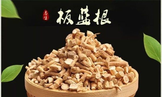 2024年中國板藍(lán)根行業(yè)的市場發(fā)展現(xiàn)狀及重點企業(yè)