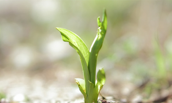 生長抑素行業(yè)產(chǎn)業(yè)鏈全景及市場需求分析