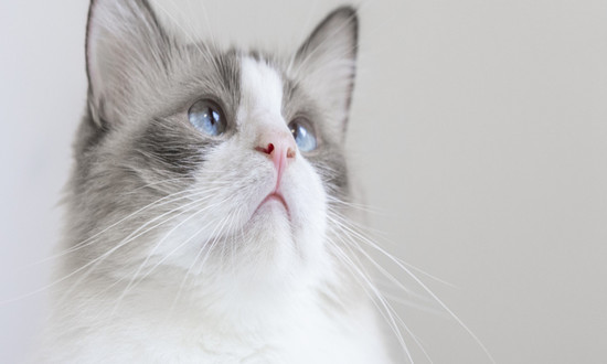 預(yù)計2024年貓狗飼養(yǎng)量同比增速有望達(dá)到或超過6% 寵物經(jīng)濟(jì)行業(yè)市場機(jī)遇分析