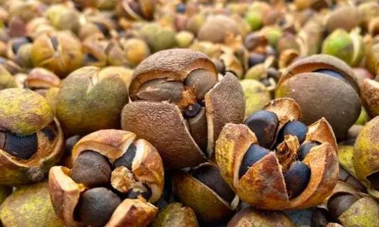 油茶行業(yè)深度調(diào)研及投資機會：油茶深加工領(lǐng)域具有廣闊前景