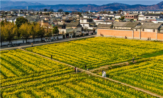 2024年油菜籽行業(yè)深度調(diào)研 預(yù)測(cè)到2026年中國(guó)油菜籽種子規(guī)模將達(dá)到25.78億元
