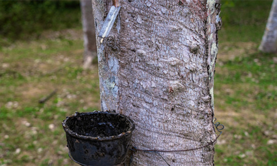 橡膠樹種植行業(yè)發(fā)展格局及市場(chǎng)前景分析