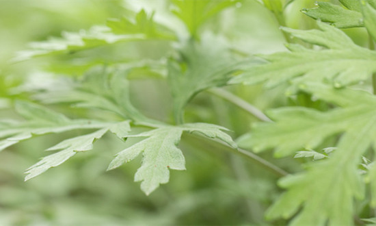 艾葉提取物行業(yè)市場(chǎng)及未來(lái)發(fā)展前景分析