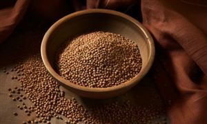 2025蕎麥茶行業(yè)市場規(guī)模及未來發(fā)展趨勢、前景分析